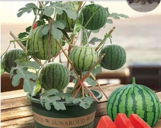 Edible Dwarf Watermelon Se...