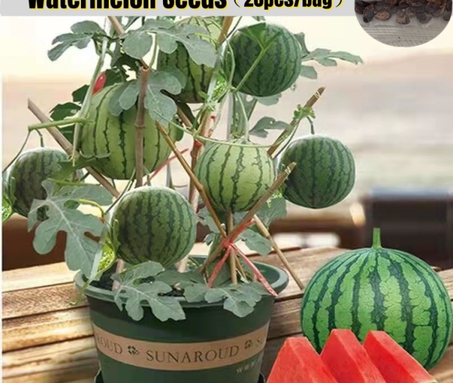 Edible Dwarf Watermelon Seeds for Planting